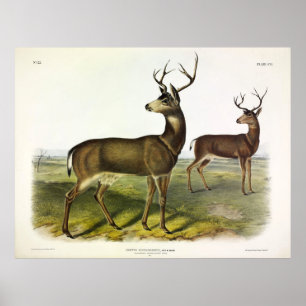 Svartstjärtad colombiansk Hjort, Blacktail, av Aud Poster