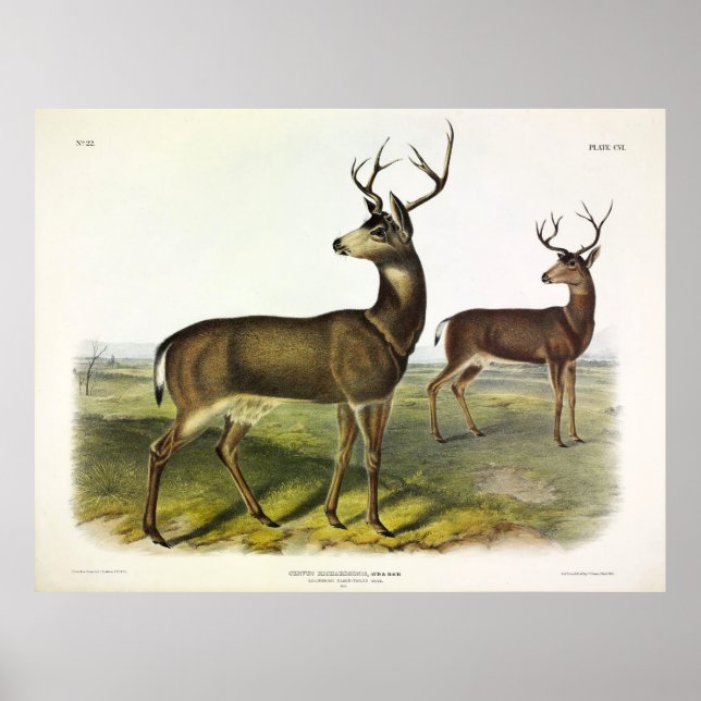 Svartstjärtad colombiansk Hjort, Blacktail, av Aud Poster (Framsidan)