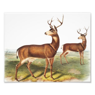 Svartstjärtad Hjort (Cervus Richardsonii) Fototryck