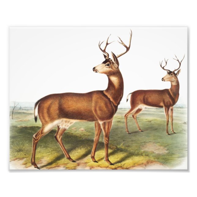 Svartstjärtad Hjort (Cervus Richardsonii) Fototryck (Framsidan)