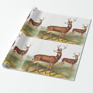 Svartstjärtad Hjort (Cervus Richardsonii) Presentpapper