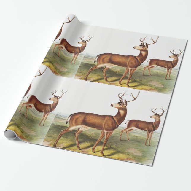 Svartstjärtad Hjort (Cervus Richardsonii) Presentpapper (Utrullad)