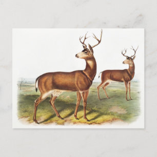 Svartstjärtad Hjort (Cervus Richardsonii) Vykort