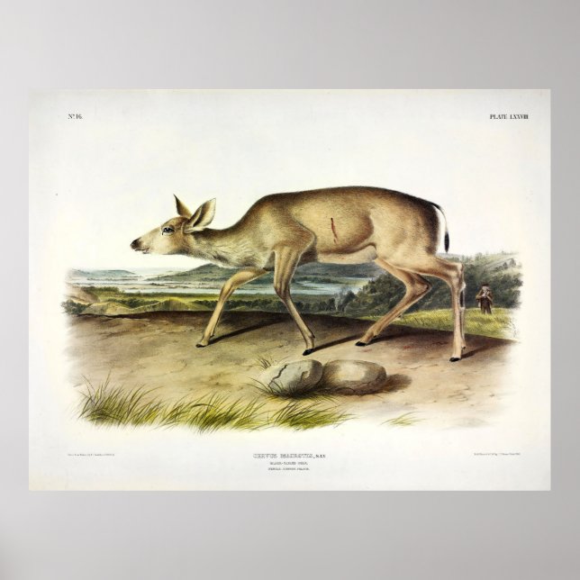 Svartstjärtad Hjort, Mule Hjort av Audubon Poster (Framsidan)