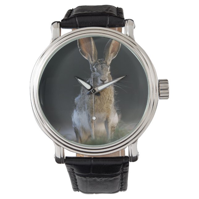 Svartstjärtkanin, Lepus californicus, 2 Armbandsur (Framsida)