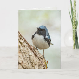 Svartstrupig blå varnare kort