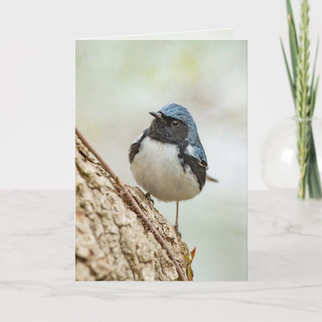 Svartstrupig blå varnare kort (Framsida)