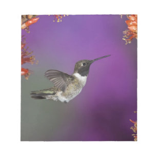 Svartstrupig kolibri, Archilochus alexandri, Anteckningsblock