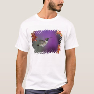 Svartstrupig kolibri, Archilochus alexandri, T Shirt