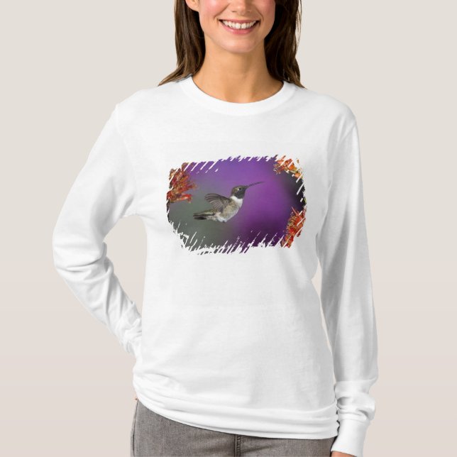 Svartstrupig kolibri, Archilochus alexandri, Tee (Framsida)