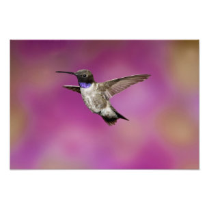 Svartstrupig kolibri, Archilochus Fototryck