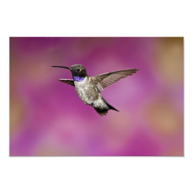 Svartstrupig kolibri, Archilochus Fototryck (Framsidan)