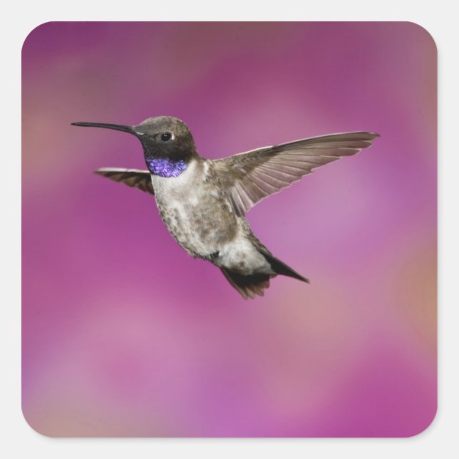 Svartstrupig kolibri, Archilochus Fyrkantigt Klistermärke (Framsida)