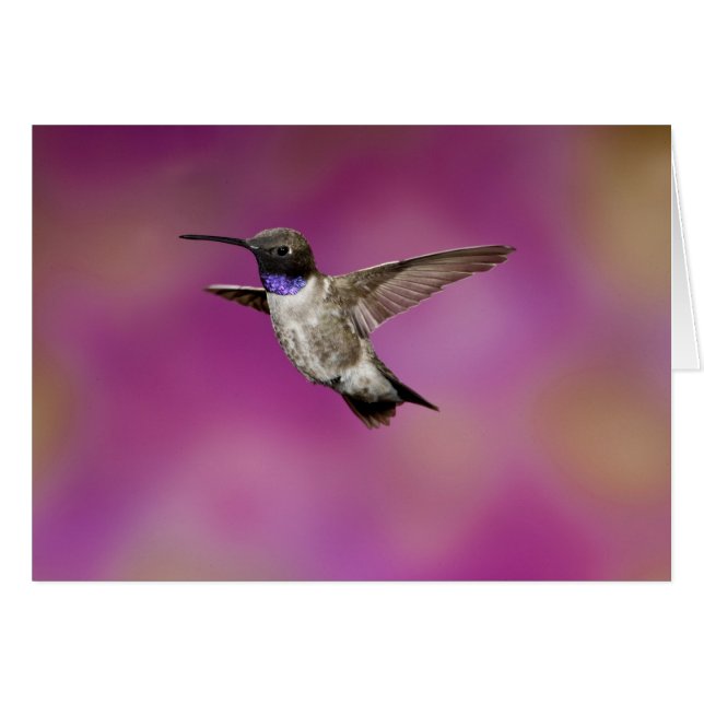 Svartstrupig kolibri, Archilochus Hälsningskort (Framsidan Horizontal)