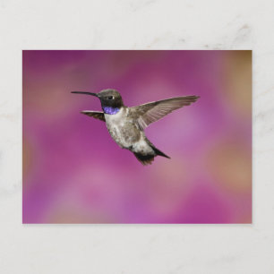 Svartstrupig kolibri, Archilochus Vykort