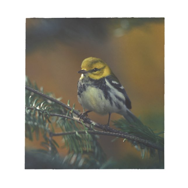 Svartstrupig krångare anteckningsblock (Framsida)