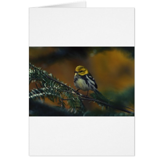 Svartstrupig krångare hälsningskort (Framsidan)