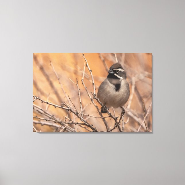 Svartstrupig Sparrow Canvastryck (Framsida)