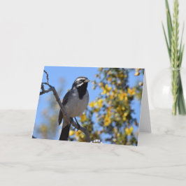 Svartstrupig Sparrow Kort