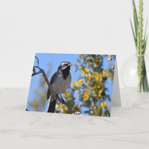 Svartstrupig Sparrow Kort