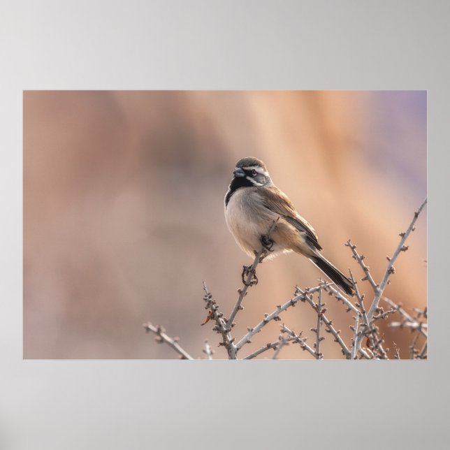 Svartstrupig Sparrow Poster (Framsidan)