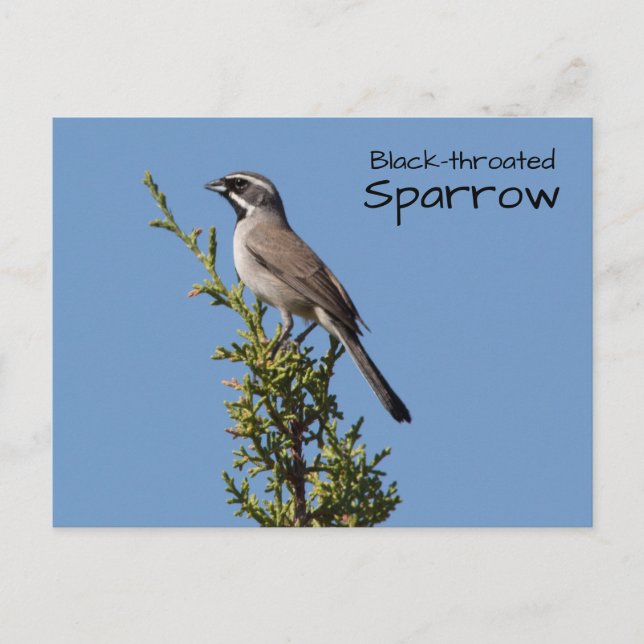 Svartstrupig Sparrow Vykort (Framsida)