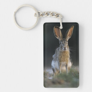 Svartsvansad haren, Lepus californicus, 2