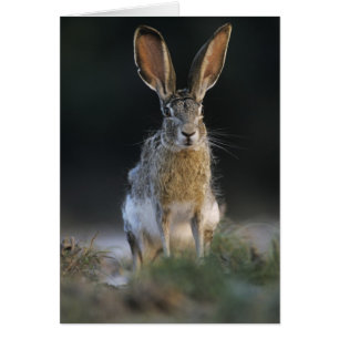 Svartsvansad harskanin, Lepus californicus, 2 Hälsningskort