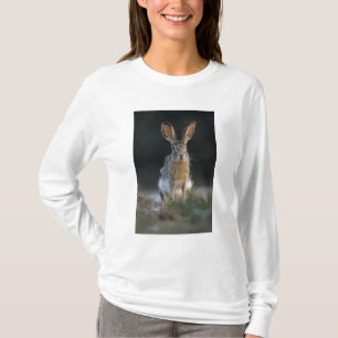 Svartsvansad harskanin, Lepus californicus, 2 Tröja