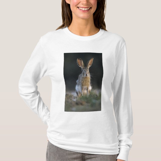 Svartsvansad harskanin, Lepus californicus, 2 Tröja (Framsida)