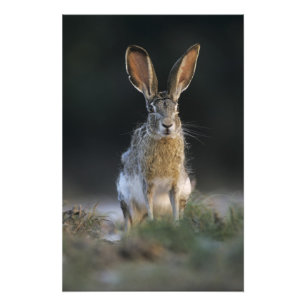 Svartsvansad harskvabba, Lepus californicus, 2 Fototryck