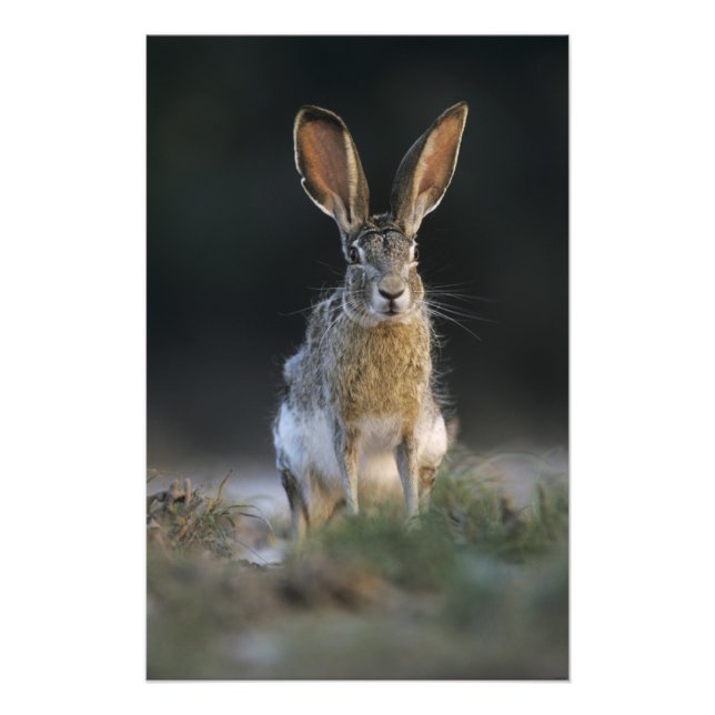 Svartsvansad harskvabba, Lepus californicus, 2 Fototryck (Framsidan)