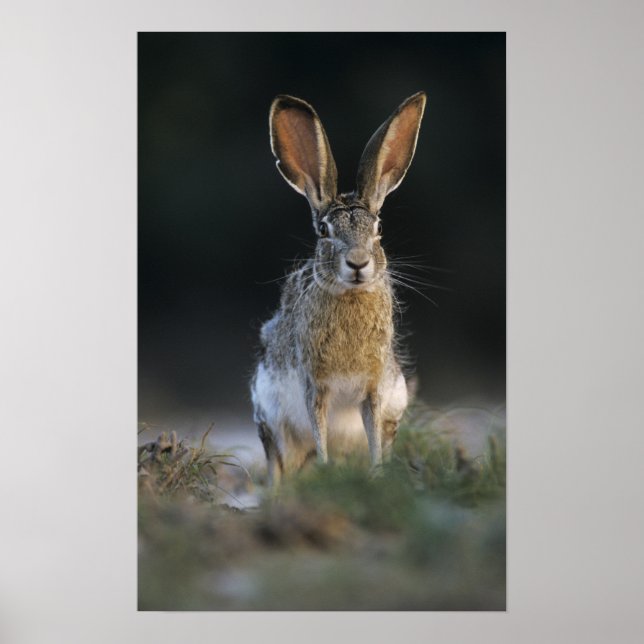 Svartsvansad harskvabba, Lepus californicus, 2 Poster (Framsidan)