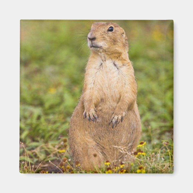 Svartsvansad präriehund Cynomys Magnet (Framsidan)