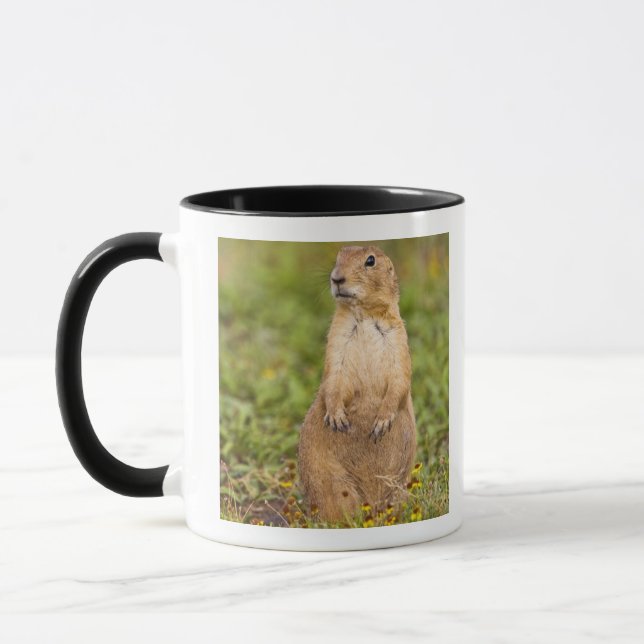 Svartsvansad präriehund Cynomys Mugg (Vänster)