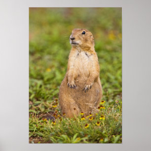 Svartsvansad präriehund Cynomys Poster