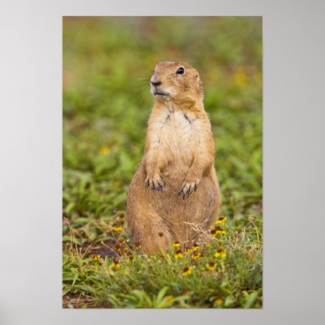 Svartsvansad präriehund Cynomys Poster (Framsidan)