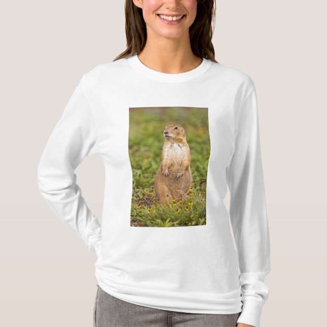 Svartsvansad präriehund Cynomys Tee (Framsida)