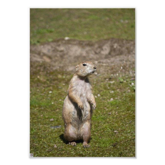 Svartsvansad präriehund fototryck (Framsidan)