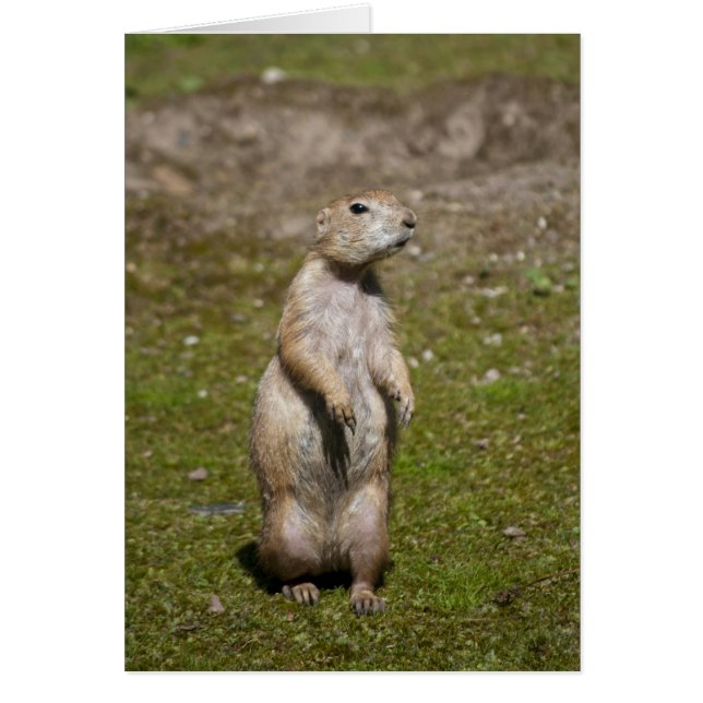 Svartsvansad präriehund hälsningskort (Framsidan)