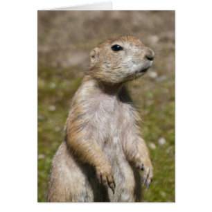 Svartsvansad präriehund OBS kort