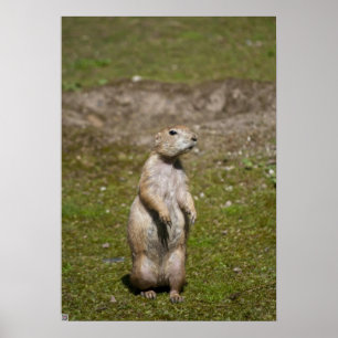 Svartsvansad präriehund poster