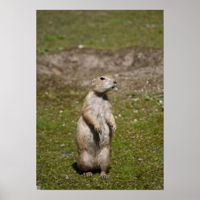 Svartsvansad präriehund poster (Framsidan)