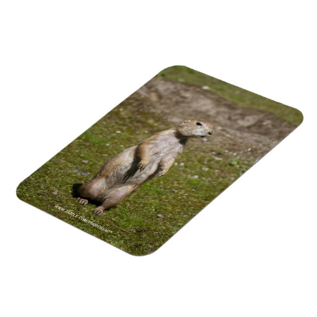 Svartsvansad Präriehund Vilda Djur Foto Magnet (Vänstra Sidan)