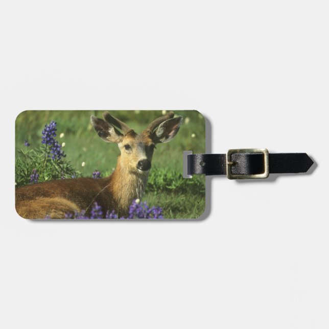 Svartsvanshjort, Odocoileus hemionus Bagagebricka (Horisontell Framsida)