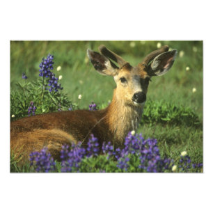 Svartsvanshjort, Odocoileus hemionus Fototryck