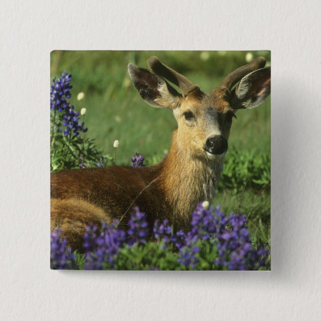 Svartsvanshjort, Odocoileus hemionus Knapp (Framsida)