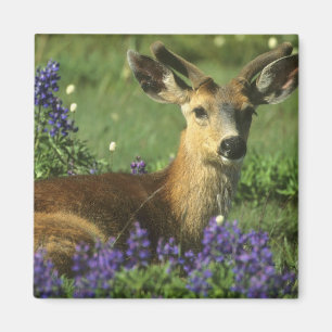 Svartsvanshjort, Odocoileus hemionus Magnet