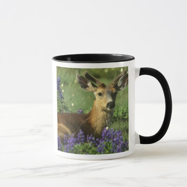 Svartsvanshjort, Odocoileus hemionus Mugg (Höger)