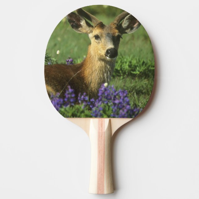 Svartsvanshjort, Odocoileus hemionus Pingisracket (Framsidan)